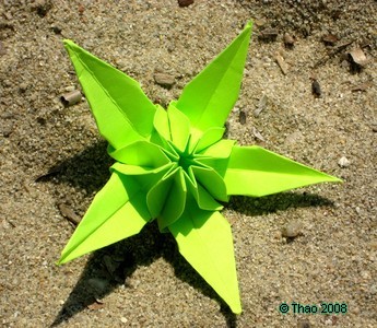 Edelweiss Verte au Soleil