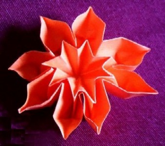 Fleur Éclat du Soleil Orange